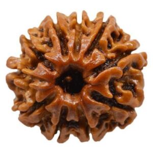 10 Mukhi Rudraksh :- Lord Vishnu