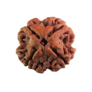 4 Mukhi Rudraksh:-   Lord Brahma