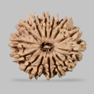 14 Mukhi Rudraksh :- MOST POWERFUL