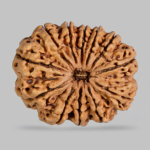 12 Mukhi Rudraksh :- SURYA DEV