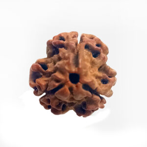 3 Mukhi Rudraksh:- Lord Brahma-Vishnu-Mahesh