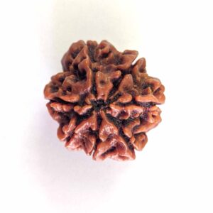 7 Mukhi Rudraksh:- Goddess MahaLaxmi