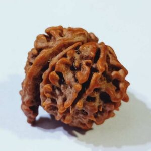 Ganesh Mukhi Rudraksh :- Lord GANESH